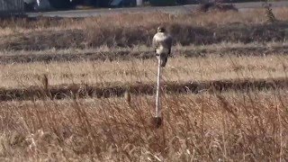 【野田市の野鳥】　ノスリが止まっていました。（Ｈ28.1.13）