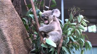 See a Koala scratch, yawn and sleep.