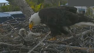 Connie grabs a fish and starts a feeding breakfast to eaglets | Captiva Eagle Cam | Jan 10, 2025