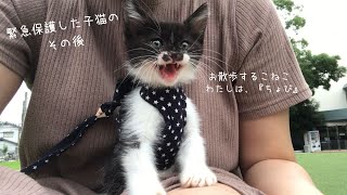 母猫とはぐれていた子猫を緊急保護した。その子猫がお散歩するようになった理由