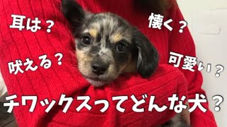 MIX犬・チワックスってどんな犬？飼いたいと思っている人は見て！