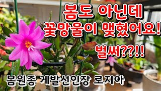 봄원종 게발선인장 로지아 벌써 꽃망울이 맺혔어요!! //아직 봄이 오지도 않았는데 일찍 봄꽃을 보게 되네요~^^