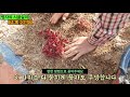 정말 이렇게 해도 철쭉 번식이 되네요