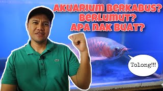 Langkah Lengkap Pulihkan Air Akuarium Yang Berkabus dan Berlumut