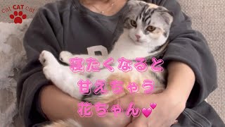 [可愛い猫]子猫とお兄ちゃん猫の甘え方が　それぞれ違ってかわいい