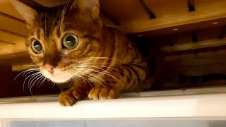 The Bengal cat in hide-and-seek is so cute ...!