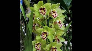 വിവിധ നിറത്തിലുള്ള  ഓർക്കിഡ് /beautiful orchid