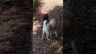 北海道犬と猪