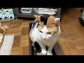 猫との生活日記　24.2.2