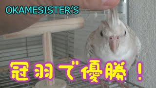 【オカメインコ冠羽】冠羽触ってみた！それぞれの反応が面白くって嫌がる子もいれば喜ぶ子もいたよ！ゴメンね、触りたい衝動が我慢できない飼い主で、