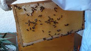 Live Herberts Bienen 26.4.20 (Durchsicht Volk 2, Honigraum 1)