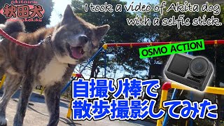 【秋田犬】いつものお散歩を自撮り棒を使って撮ってみた！DJI OSMO ACTION【元保護犬】【大型犬】