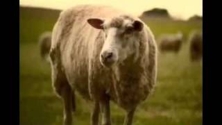 Mentos Sheep Commercial . Funny