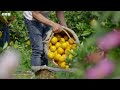 these seeds can walk the green planet bbc earth