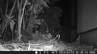 【WILD Animal TOKYO】Japanese NEZUMI takes a walk in housing area.