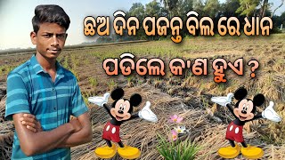 ଛଅ ଦିନ ପଜନ୍ତ ବିଲ ରେ ଧାନ ପଡିଲେ କ'ଣ ହୁଏ ? like subscribe and Full video watch now pilse 🙏❤️🙏❤️