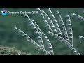 ex1504l3 dive 04 mccall seamount aug 31 2015