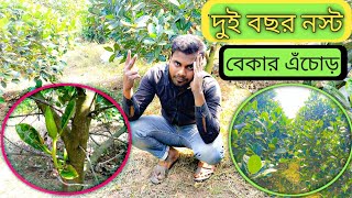 Jackfruit cultivation , এই ধরনের এঁচোড় কাঁঠাল চাষ করলে গ্যারান্টি সহকারে বিপদে পড়ে যাবেন