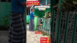 tingkah laku kucing lucu banget 🥰 #kucing #kitten #kitty #youtubeshorts #lucu #cat #shorts #hiburan