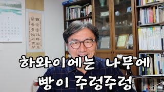 [썰래발TV] 하와이에는 나무에 빵이 주렁주렁