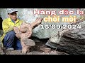 🌳 BSKR - Khai thác và gl ae củ chòi mòi trâu hàng độc lạ (15/09/2024)☎️0965.773.818