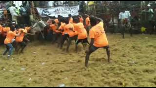 Maruthankonviduthi Maadu in Rasapatti jallikattu.....