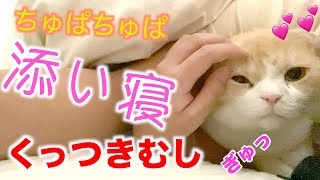 【腕枕】猫が添い寝してきて腕を離さない..かわいい【チュパチュパ】