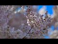 Hosanna - Soweto Gospel Choir - Lyrics & iPhone Photos of UW Cherry Blossoms