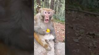 Funny monkey 🙉 #funny #monkey #funnyanimls #monkeyvideo #funnyanimlas