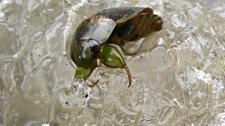 Creeping Water Bug Thawing from Pond Ice (Pelocoris femoratus)