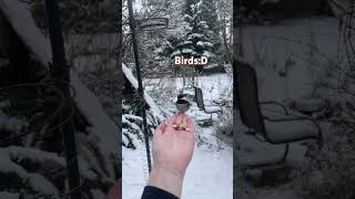 Bird feeding :3 #birds #nature #animals