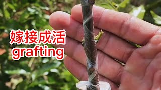 果樹挑皮嫁接的操作過程，嫁接50天后成活了，記得抹掉砧木的梢     The operation process of grafting, after 50 days , it survived