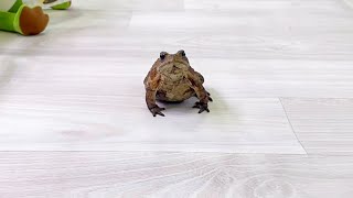 Toads love their owners, but when their owners leave their side, this is what happens