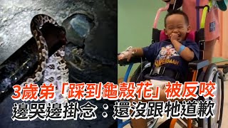 3歲弟「踩到龜殼花」被反咬😭他掛念：還沒跟牠道歉｜寵物動物｜蛇｜小孩