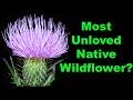 Stop Eradicating Native Thistles! Here’s Why They Matter