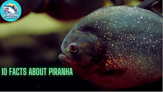 10 Amazing facts about the Piranha| KingdomAquatica