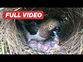 Parents Regurgitate Food for All 4 Chicks (Full Video) – Munia Birds Keep Babies Warm in Dirty Nest