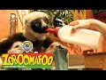 🐒 Zoboomafoo 🐒 122 | Pets - Full Episode | Kids TV Shows