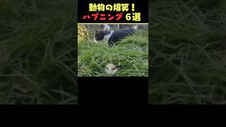 Xで9.5億回バズった動物ハプニング動画6選！6Animal Happenings Videos That Got 950 Million Buzz on X!#犬#猫#動物#ペット#shorts