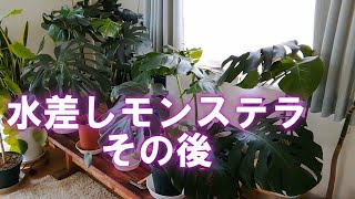 【趣味の園芸】水差しモンステラその後