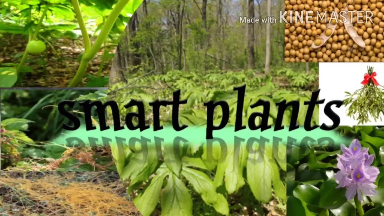 Smart Plants Youtube