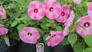 Hibiscus Luna™ 'Pink Swirl' // SHOWY, Huge Swirl Pattern blooms POP on this Great NATIVE Perennial!