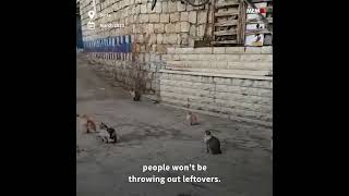 Syrian man prepares stray cats for Ramadan