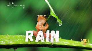 🔴 Relaxing Music & Soft Rain: Calm Piano, Peaceful Rain Sounds For Sleeping - 99% Instantly