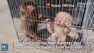 Rare baby monkeys rescued, babysat by local police in SW China How sweet!
