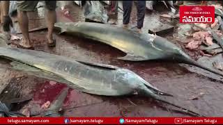 (Wonder ) Rare fishes Caught by Fisher Man At Visakhapatnam || Samayam Telugu