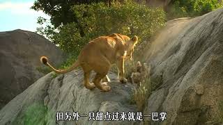 脑斧大战猫头鹰#动物科普 #动物世界 #神奇动物在抖音