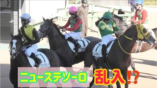 コスモエスメラルダ（ゴルシ産駒）とケツカッチン‼️トタトタ乱入してきたニューステソーロ