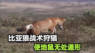 野外砸地鼠？埃塞俄比亚狼战术狩猎，一捉一个准，使地鼠无处遁形