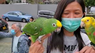 東九龍鸚鵡之友 21.3.2021 Parrot Party@調景嶺 (放飛小隊)